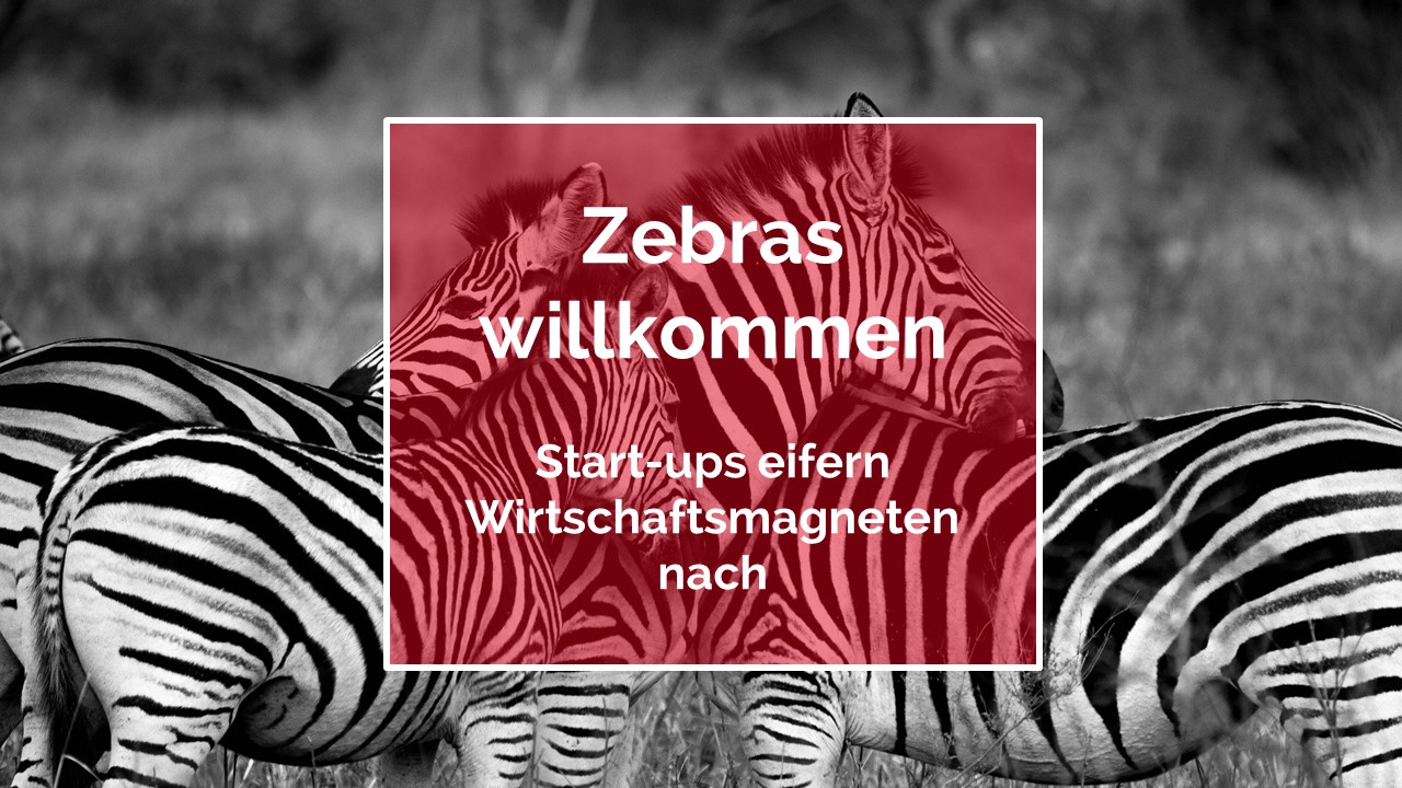Zebras willkommen